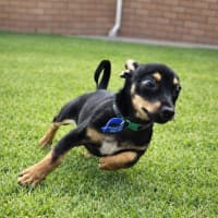 Photo of Gus   14 Week Old Chihuahua X Dachshund