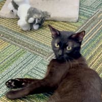 Photo of Shadow