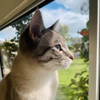 Photo of Luna Blue Eyes