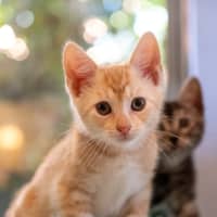 Photo of Miso