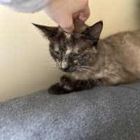 Photo of Paige   Located In Lower Plenty