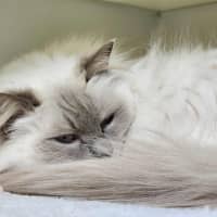 Photo of 🐱 Nahla 6461 🐱