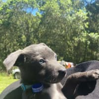 Photo of Salt   8 Week Old Kelpie X (Hold)