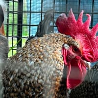 Photo of Four Roosters