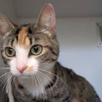 Photo of Violet