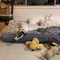 Photo of Molly, They Greyhound