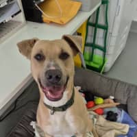 Photo of Mike! 🛋️🦎