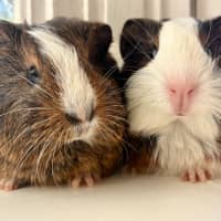 Photo of Walnut And Oakley