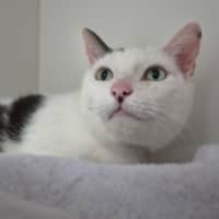 Photo of Pishi