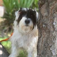 Photo of Daisie 