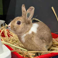 Photo of Sandy (Bonded With Penny Loafer)