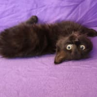 Photo of Toast