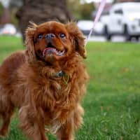 Photo of Muppet