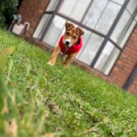 Photo of Bandit