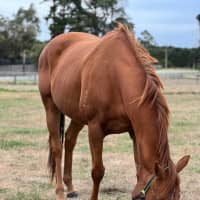 Photo of Miss Nibbles