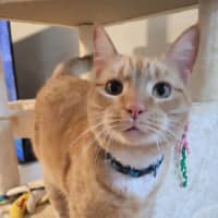 Photo of Cheeto