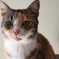 Photo of Paxton 