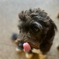 Photo of Daisy