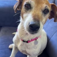 Photo of Dot (& Dash)