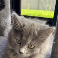 Photo of Pancake