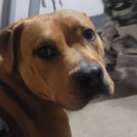 Photo of Shadow