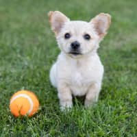 Photo of Annie