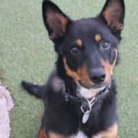 Photo of Koda