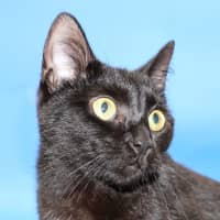 Photo of Ally   Available At Pet Quarters Tuggerah