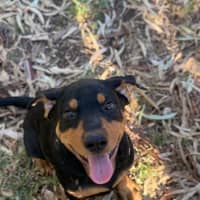 Photo of Frankie Sinatra