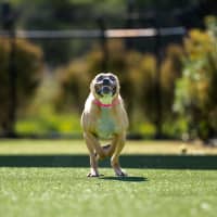 Photo of Slinky Imp 2507