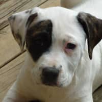 Photo of Tilli/Scout