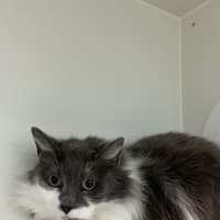 Photo of Smokey