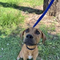 Photo of Luna