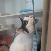 Photo of Muffin