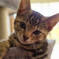 Photo of Lior & Ruel