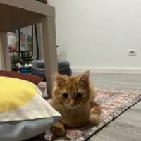 Photo of Violet