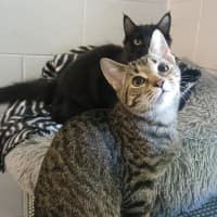 Photo of Smooch