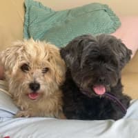 Photo of Missy & Middy