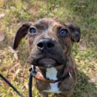 Photo of Dangerfield