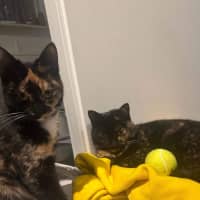 Photo of Duchess & Marie 👑🎀