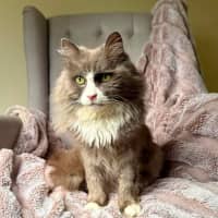 Photo of Jasper   In Foster Care In Templestowe