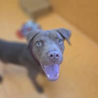 Photo of Nugget