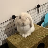 Photo of Hoptimus Prime