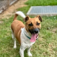 Photo of Buddy 