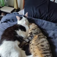 Photo of Mittens *9 Lives Project Rescue*