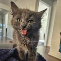 Photo of Smokey