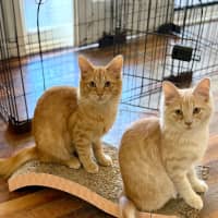Photo of Sunny, Comet And Fox