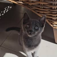 Photo of Parkes Meet Me@Petstock Keysborough 