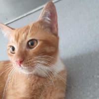 Photo of Garfield