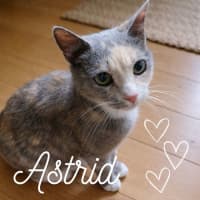Photo of 🐾 Astrid 🐾